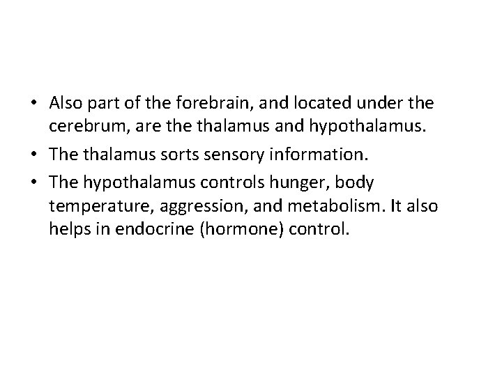  • Also part of the forebrain, and located under the cerebrum, are thalamus