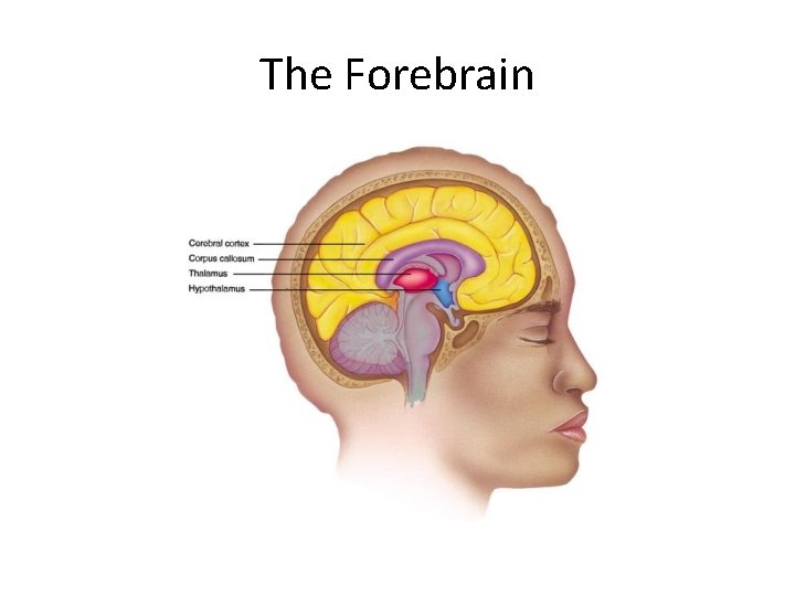 The Forebrain 