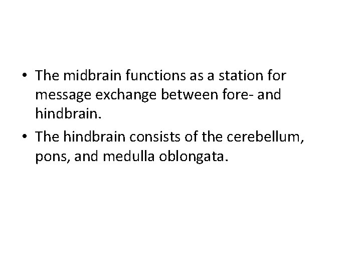  • The midbrain functions as a station for message exchange between fore- and