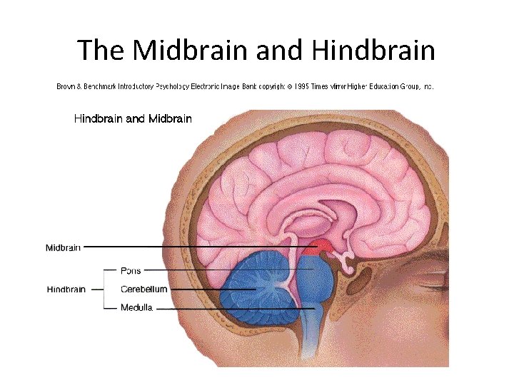 The Midbrain and Hindbrain 