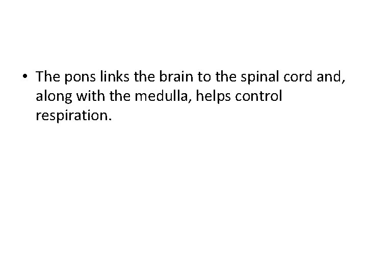  • The pons links the brain to the spinal cord and, along with