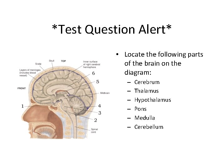 *Test Question Alert* • Locate the following parts of the brain on the diagram: *Test Question Alert* • Locate the following parts of the brain on the diagram: