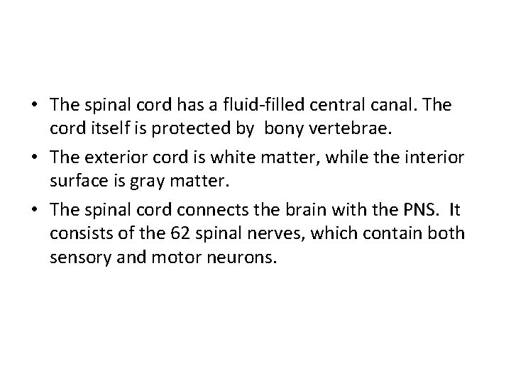  • The spinal cord has a fluid-filled central canal. The cord itself is
