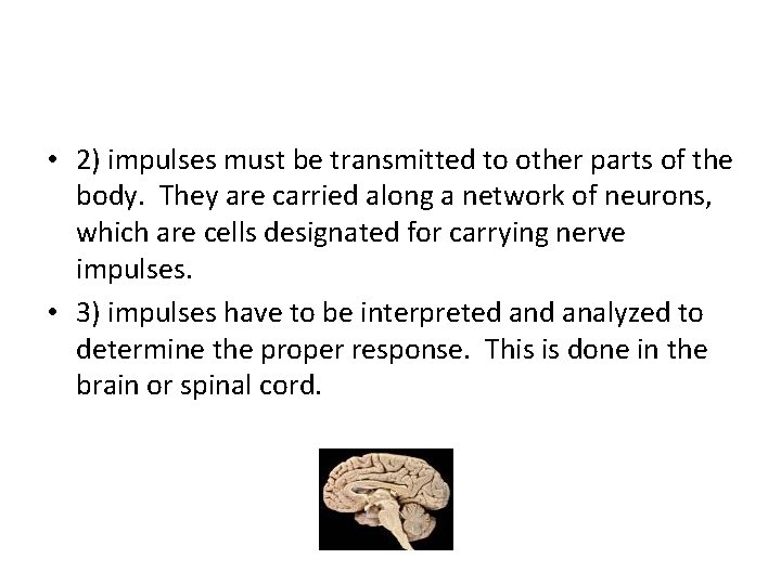  • 2) impulses must be transmitted to other parts of the body. They