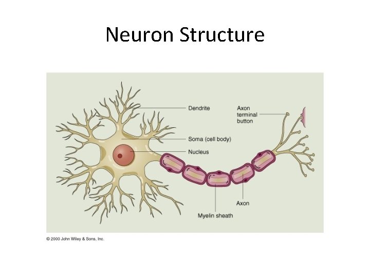 Neuron Structure Neuron Structure