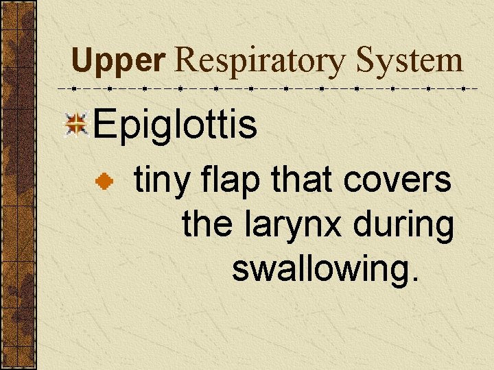 Upper Respiratory System Epiglottis tiny flap that covers the larynx during swallowing. 