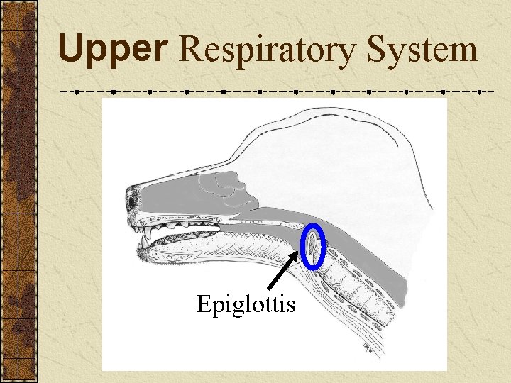 Upper Respiratory System Epiglottis 