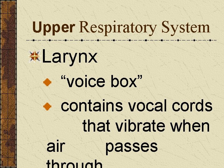 Upper Respiratory System Larynx “voice box” contains vocal cords that vibrate when air passes