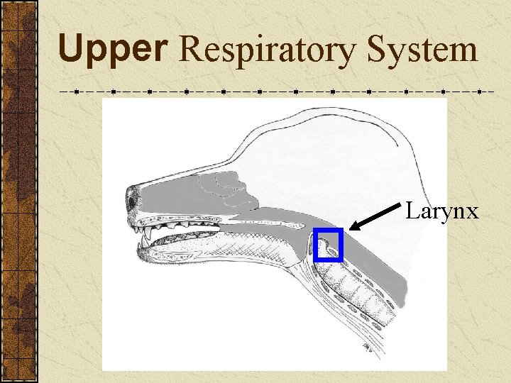 Upper Respiratory System Larynx 