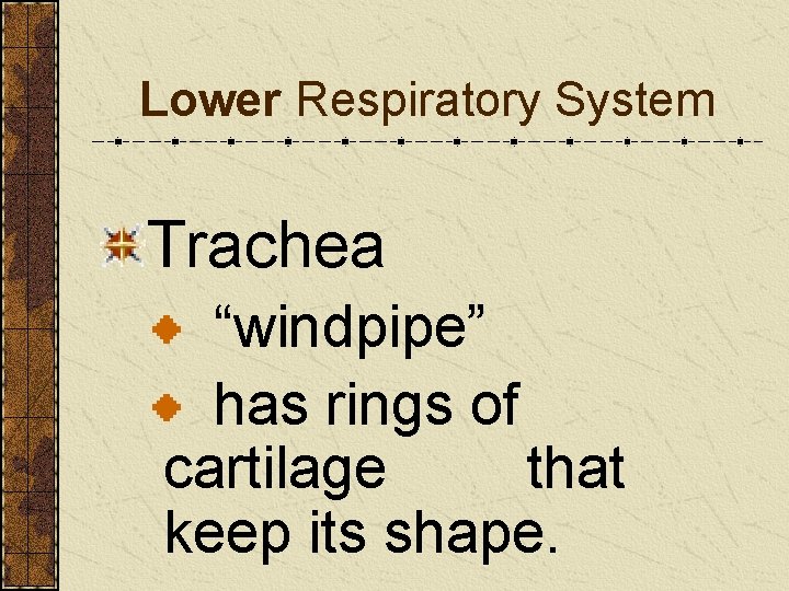 Lower Respiratory System Trachea “windpipe” has rings of cartilage that keep its shape. 