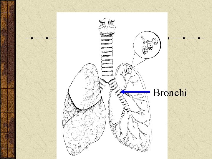 Bronchi 