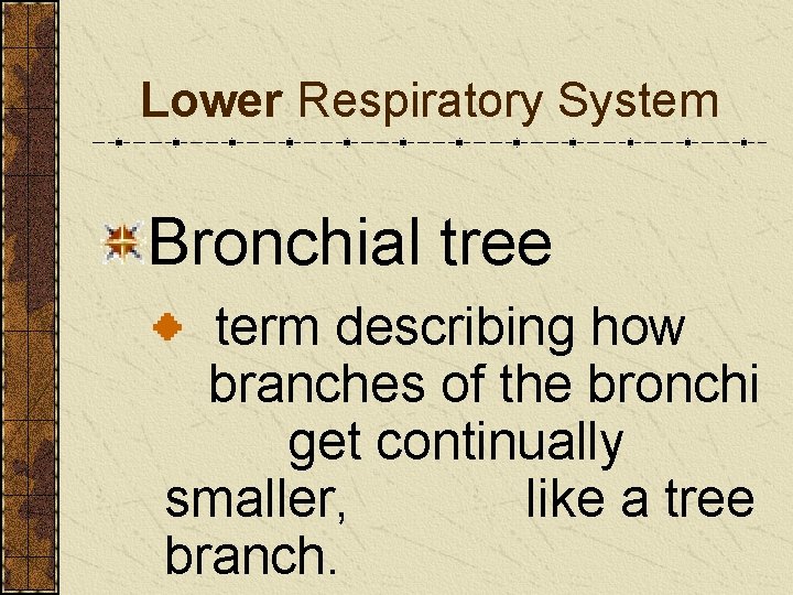Lower Respiratory System Bronchial tree term describing how branches of the bronchi get continually