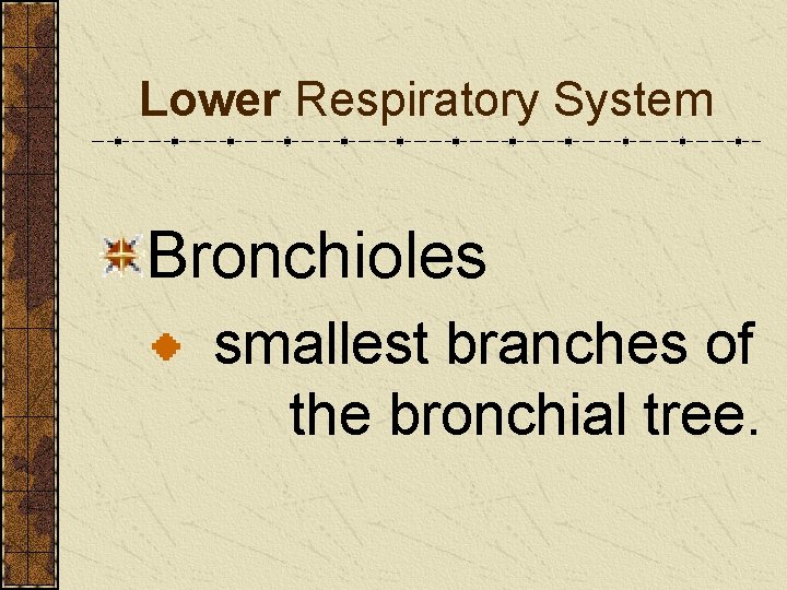 Lower Respiratory System Bronchioles smallest branches of the bronchial tree. 