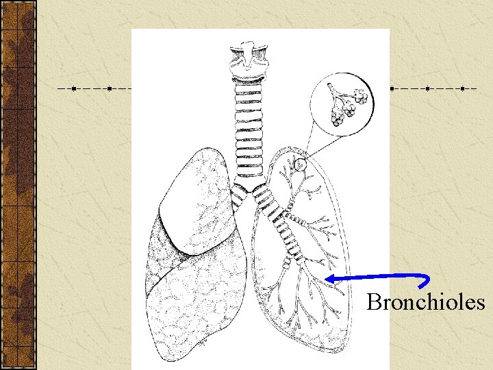 Bronchioles 