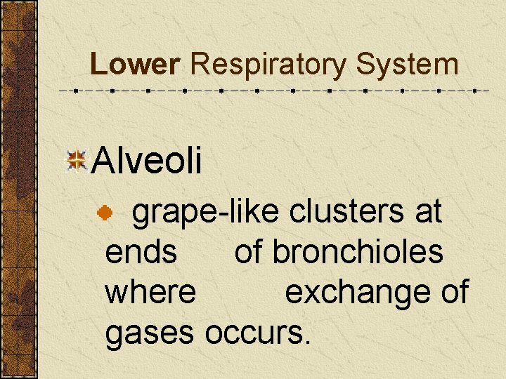 Lower Respiratory System Alveoli grape-like clusters at ends of bronchioles where exchange of gases