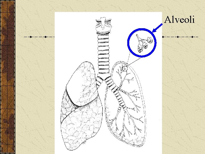 Alveoli 
