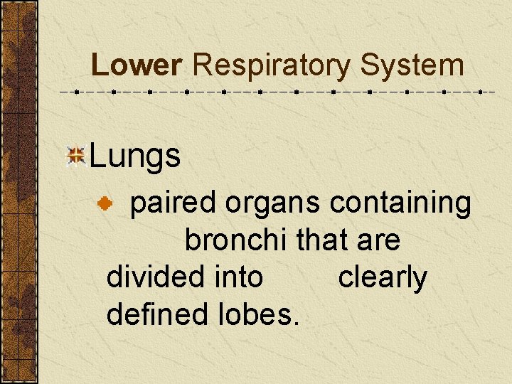 Lower Respiratory System Lungs paired organs containing bronchi that are divided into clearly defined