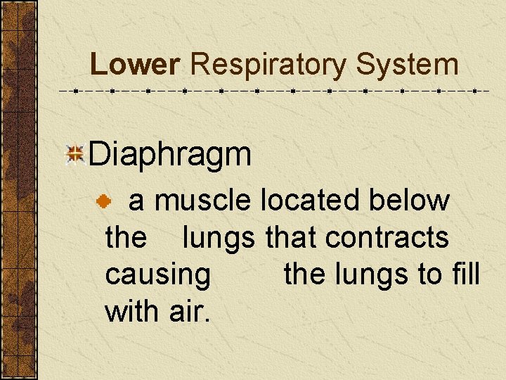Lower Respiratory System Diaphragm a muscle located below the lungs that contracts causing the