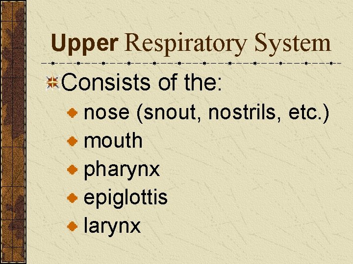 Upper Respiratory System Consists of the: nose (snout, nostrils, etc. ) mouth pharynx epiglottis