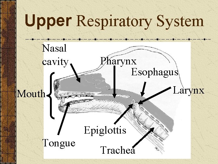 Upper Respiratory System Nasal cavity Pharynx Esophagus Larynx Mouth Epiglottis Tongue Trachea 