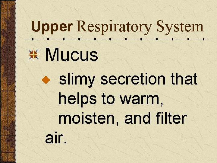 Upper Respiratory System Mucus slimy secretion that helps to warm, moisten, and filter air.