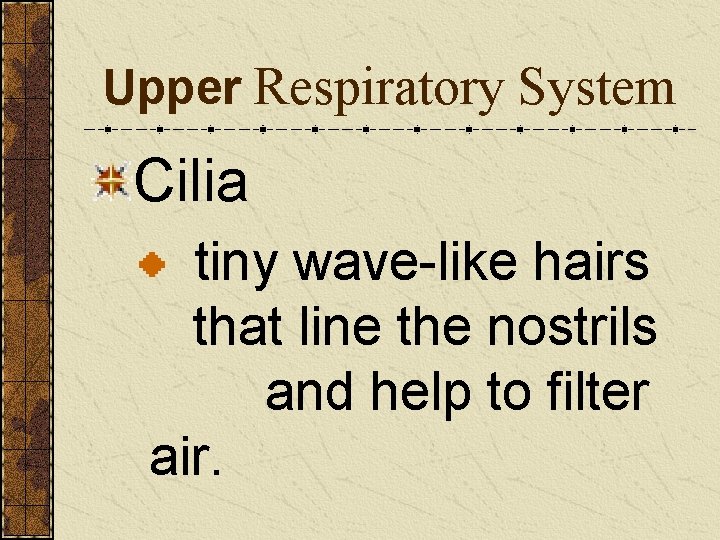 Upper Respiratory System Cilia tiny wave-like hairs that line the nostrils and help to