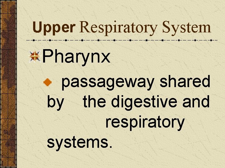 Upper Respiratory System Pharynx passageway shared by the digestive and respiratory systems. 