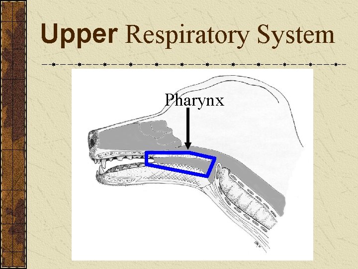 Upper Respiratory System Pharynx 