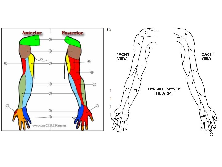 Peripheral nerve injuries Hisham Abdul Aziz Alsanawi Assistant