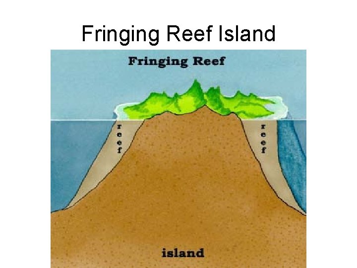 Fringing Reef Island 