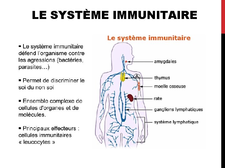 LE SYSTÈME IMMUNITAIRE 