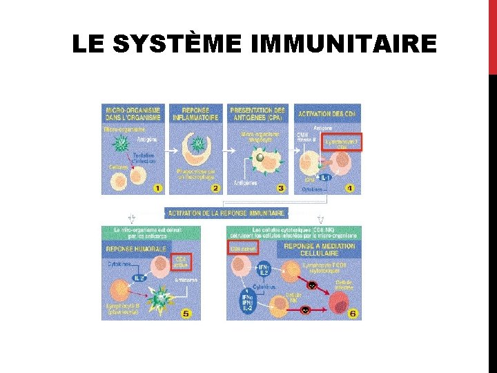 LE SYSTÈME IMMUNITAIRE 