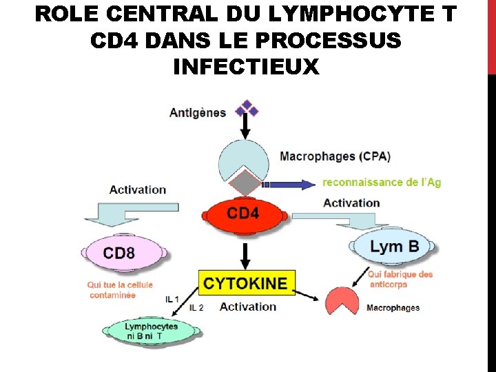 ROLE CENTRAL DU LYMPHOCYTE T CD 4 DANS LE PROCESSUS INFECTIEUX 