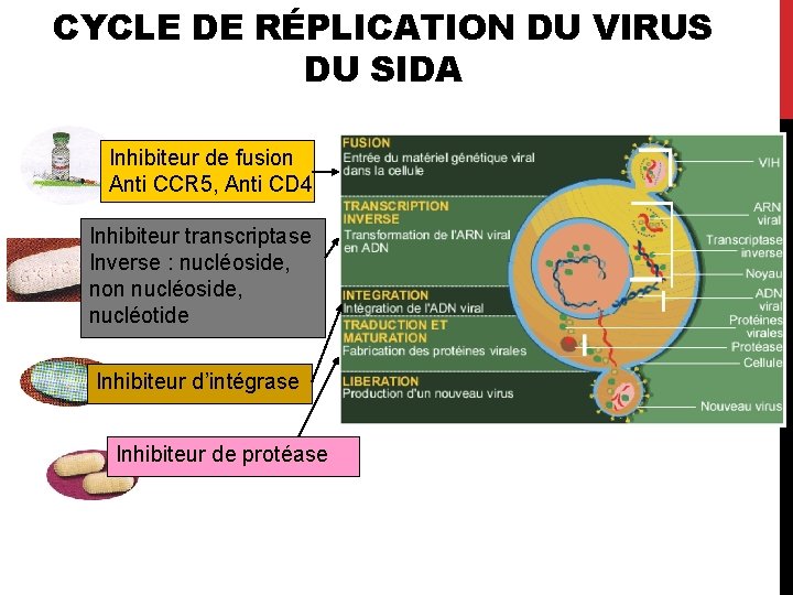 CYCLE DE RÉPLICATION DU VIRUS DU SIDA Inhibiteur de fusion Anti CCR 5, Anti