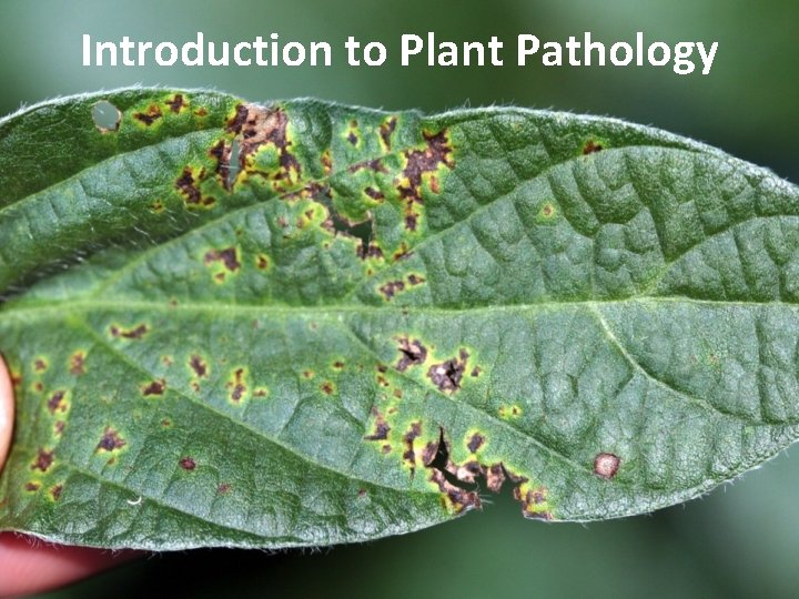 Introduction to Plant Pathology 