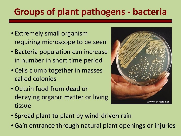 Groups of plant pathogens - bacteria • Extremely small organism requiring microscope to be