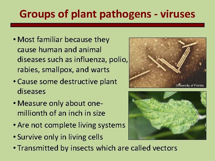 Groups of plant pathogens - viruses • Most familiar because they cause human and