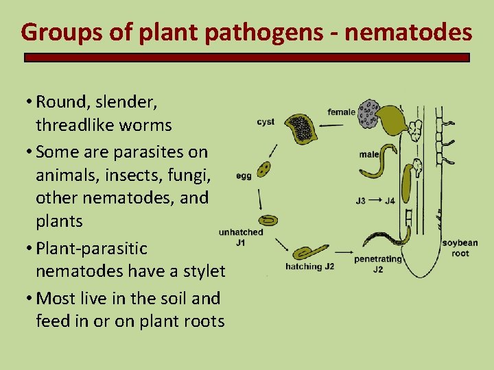 Groups of plant pathogens - nematodes • Round, slender, threadlike worms • Some are