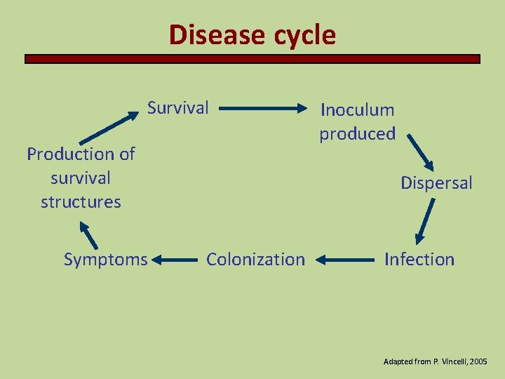 Disease cycle Survival Production of survival structures Symptoms Inoculum produced Dispersal Colonization Infection Adapted