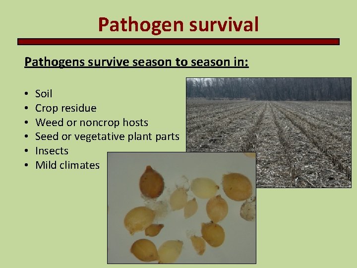 Pathogen survival Pathogens survive season to season in: • • • Soil Crop residue