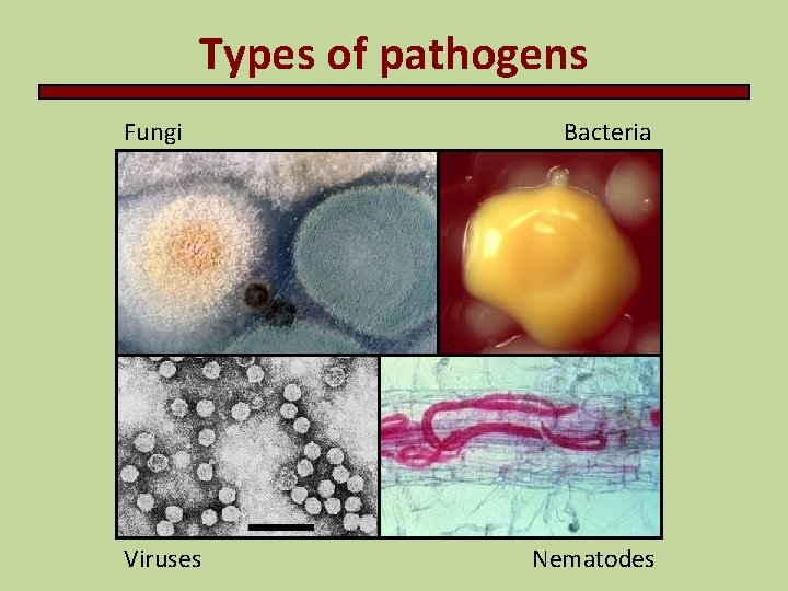 Types of pathogens Fungi Viruses Bacteria Nematodes 