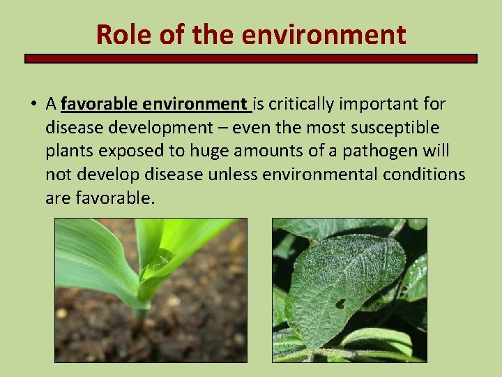 Role of the environment • A favorable environment is critically important for disease development