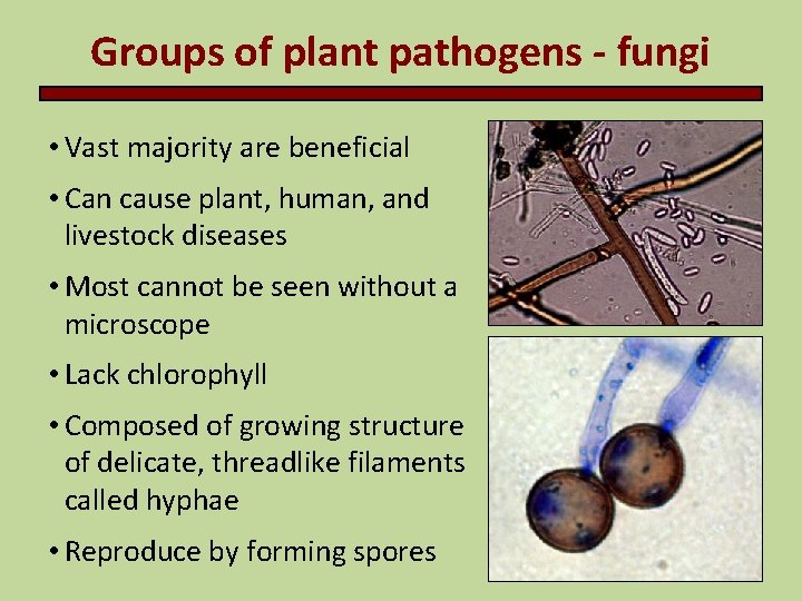 Groups of plant pathogens - fungi • Vast majority are beneficial • Can cause
