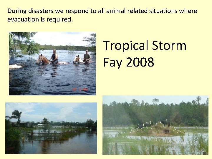 During disasters we respond to all animal related situations where evacuation is required. Tropical