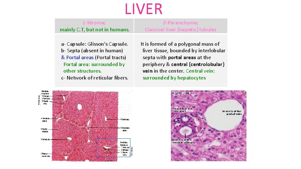 LIVER 1 -Stroma; mainly C. T, but not in humans. a- Capsule: Glisson’s Capsule.