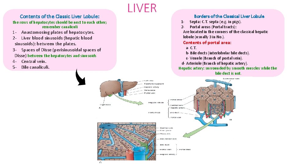 Contents of the Classic Liver Lobule: the rows of hepatocytes should be next to