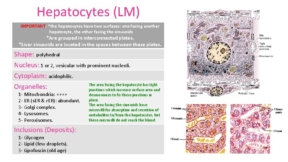 Hepatocytes (LM) IMPORTANT: *the hepatocytes have two surfaces: one facing another hepatocyte, the other