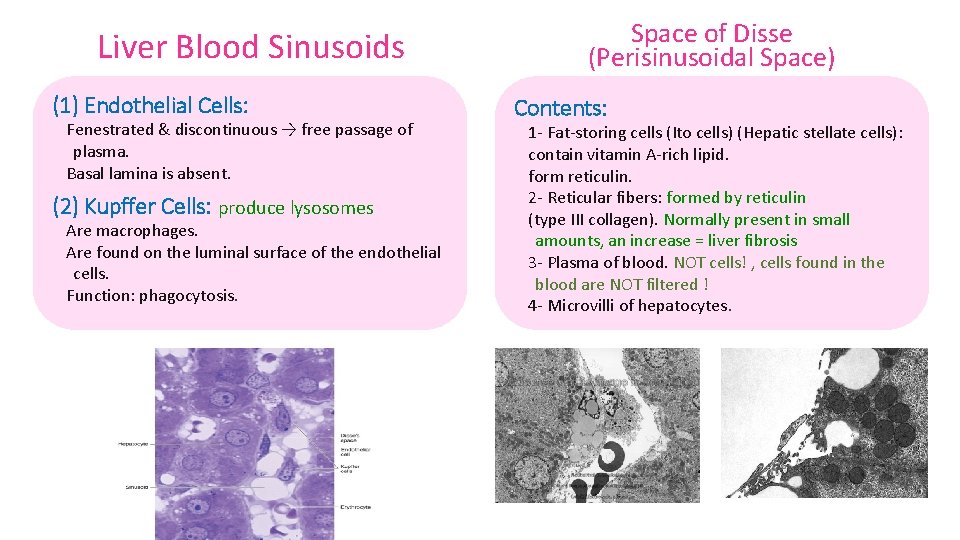 Liver Blood Sinusoids (1) Endothelial Cells: Fenestrated & discontinuous → free passage of plasma.