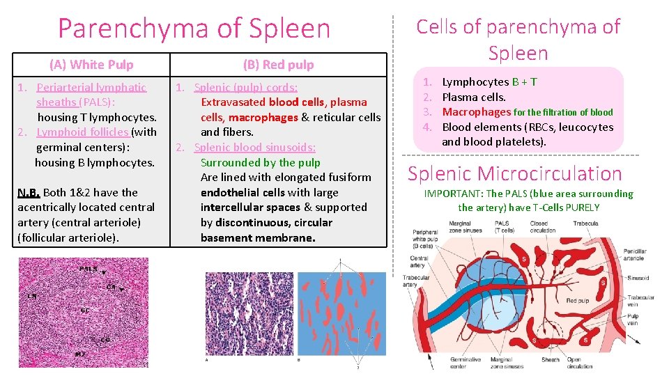 Parenchyma of Spleen (A) White Pulp 1. Periarterial lymphatic sheaths (PALS): housing T lymphocytes.