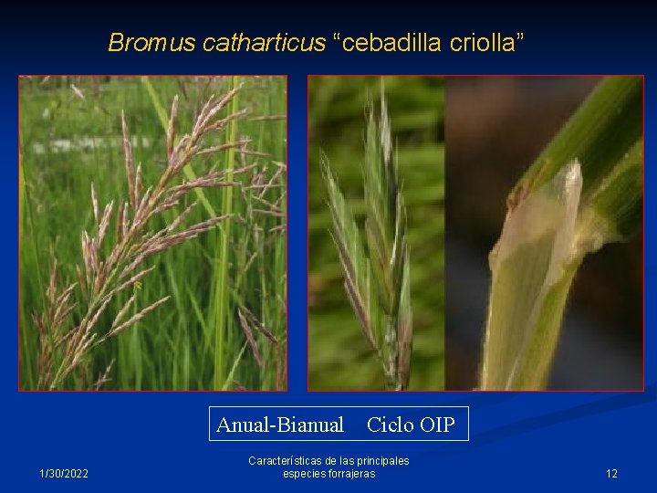 Bromus catharticus “cebadilla criolla” Anual-Bianual Ciclo OIP 1/30/2022 Características de las principales especies forrajeras
